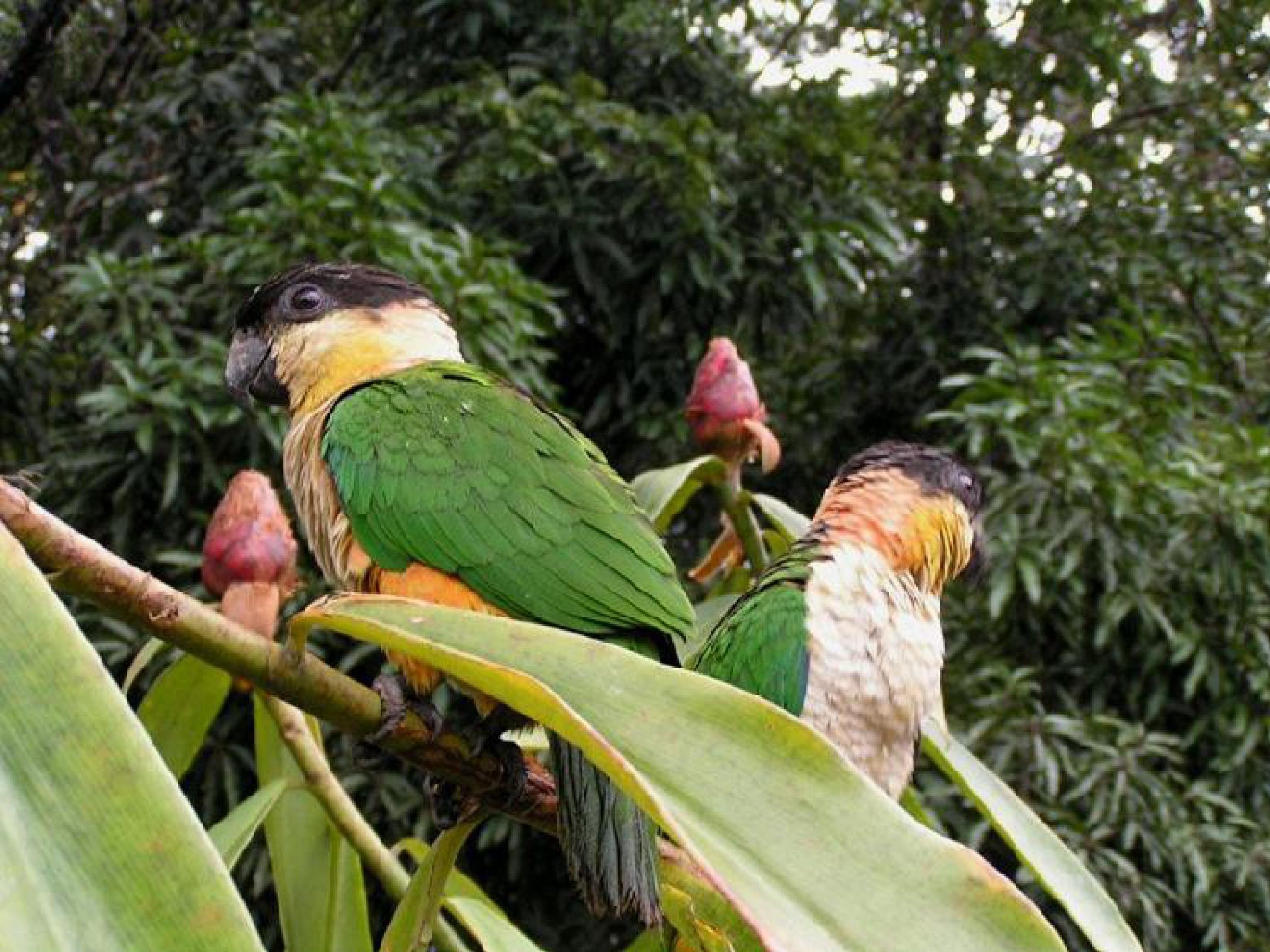 „Naturfotografie mit Vögeln inmitten üppiger grüner Vegetation.“